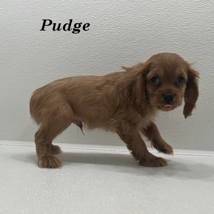 puppy, for, sale, Cockaliers, Joe & Cherri  Overlease, dog, breeder, Miller, MO, dog-breeder, puppy-for-sale, forsale, nearby, find, puppyfind, locator, puppylocator, aca
